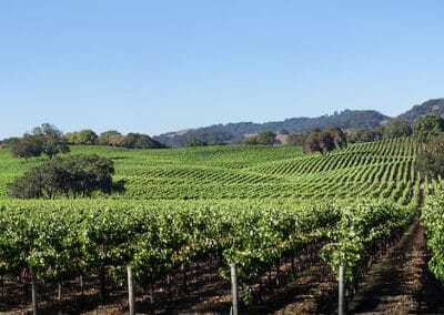 Wine-Country-Vineyards