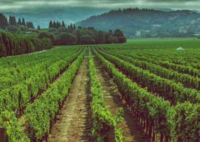 Sonoma Valley Tours Wine and Limo