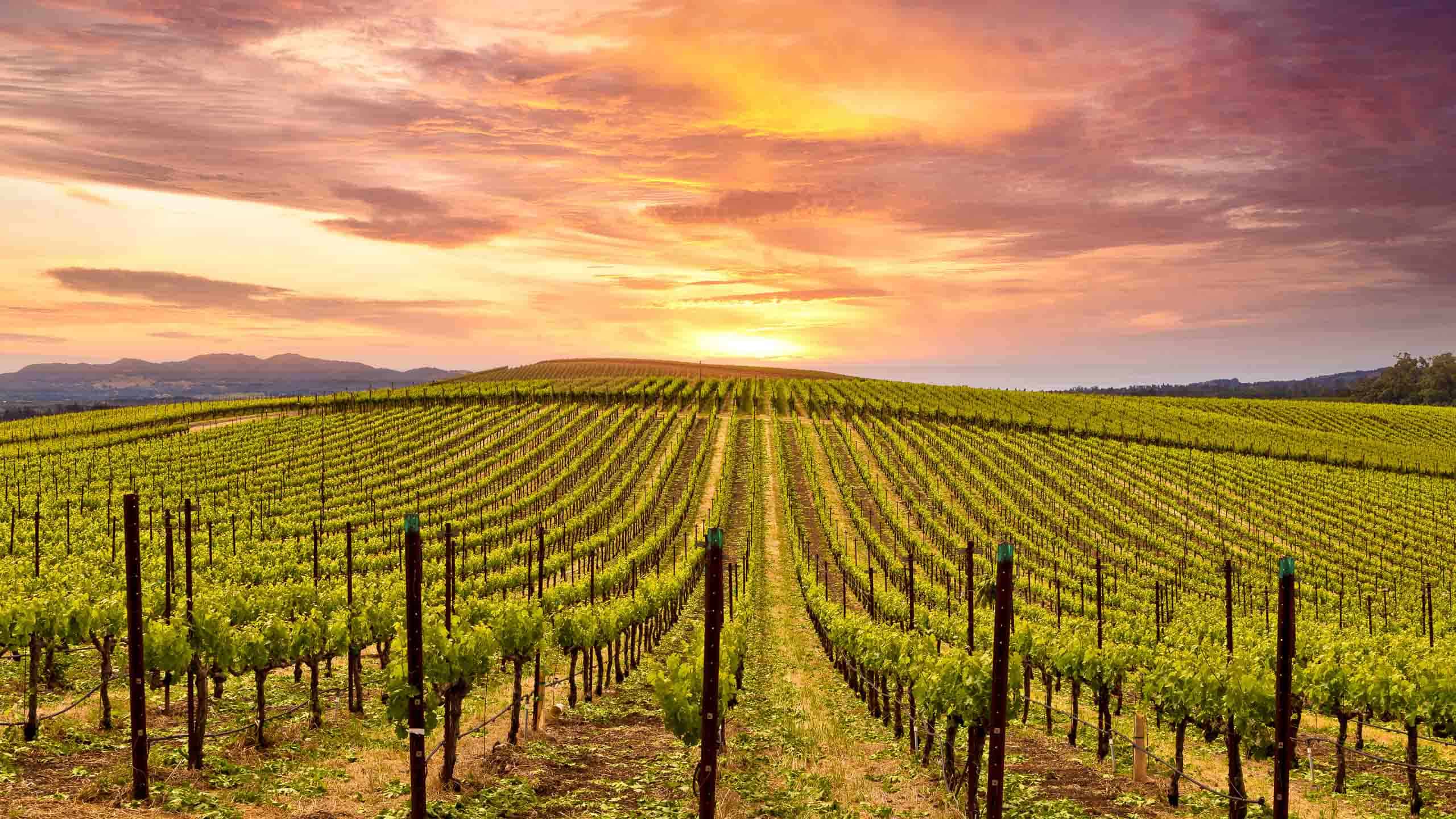 napa valley limo wine tours