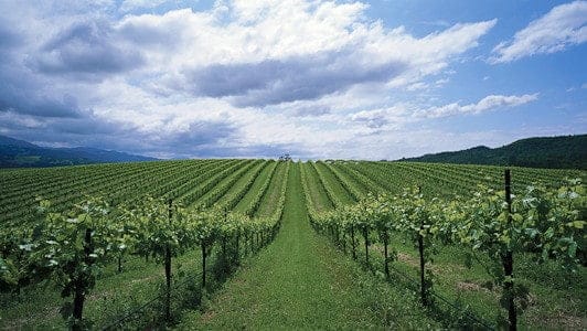 Sbragia-Family-Vineyards